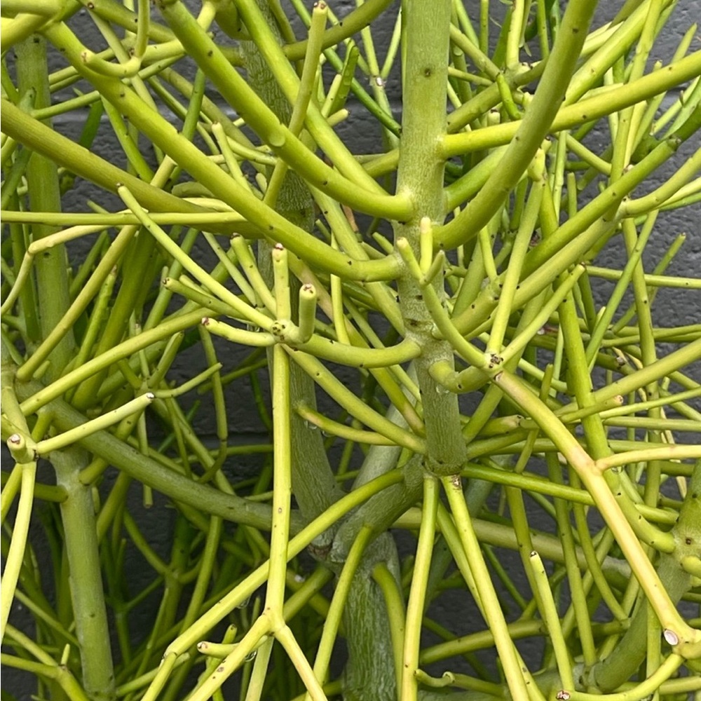 Vibrant Green Pencil Cactus Plant Cuttings